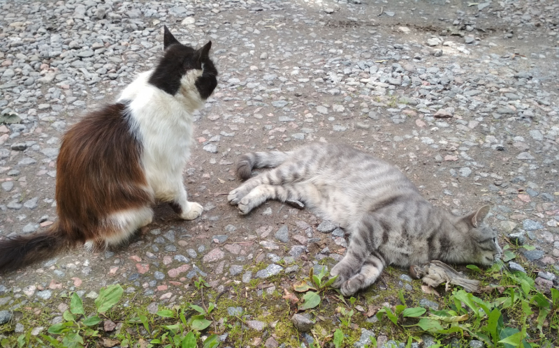 Кошки в нашей жизни. Кошки и все, что с ними связано.