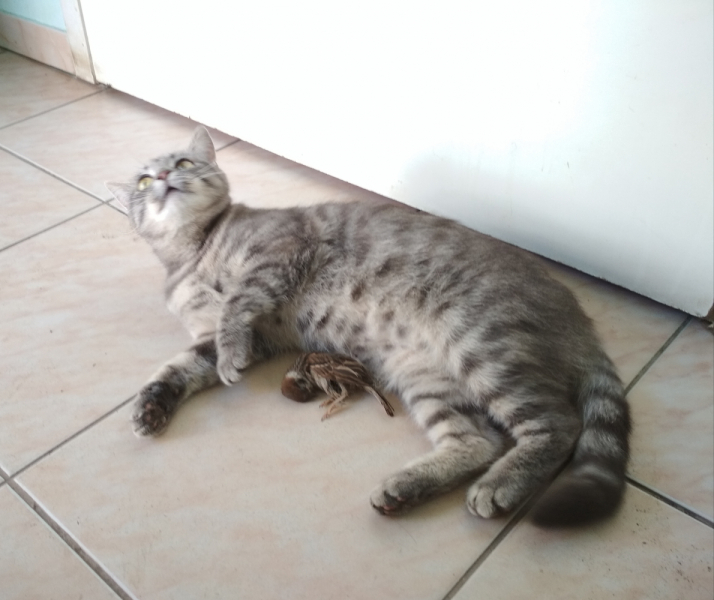 Кошки в нашей жизни. Кошки и все, что с ними связано.