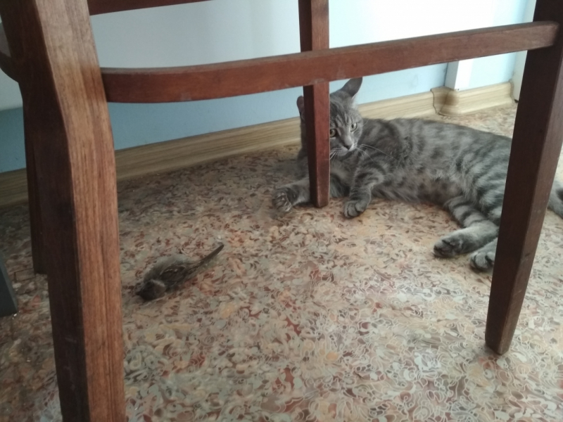 Кошки в нашей жизни. Кошки и все, что с ними связано.