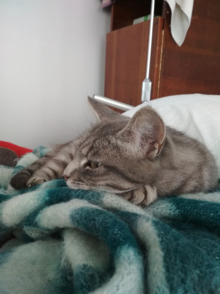 Кошки в нашей жизни. Кошки и все, что с ними связано.