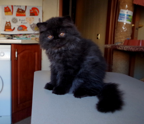 Кошки в нашей жизни. Кошки и все, что с ними связано.