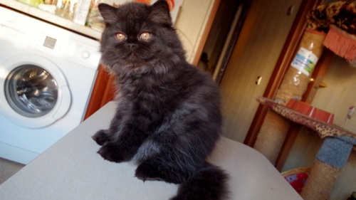 Кошки в нашей жизни. Кошки и все, что с ними связано.