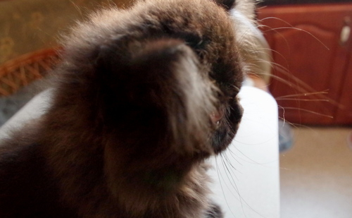 Кошки в нашей жизни. Кошки и все, что с ними связано.