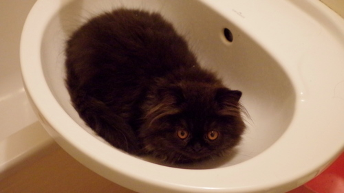 Кошки в нашей жизни. Кошки и все, что с ними связано.