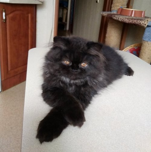 Кошки в нашей жизни. Кошки и все, что с ними связано.