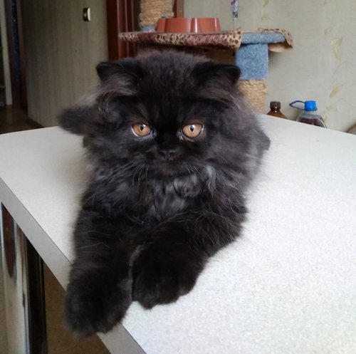 Кошки в нашей жизни. Кошки и все, что с ними связано.