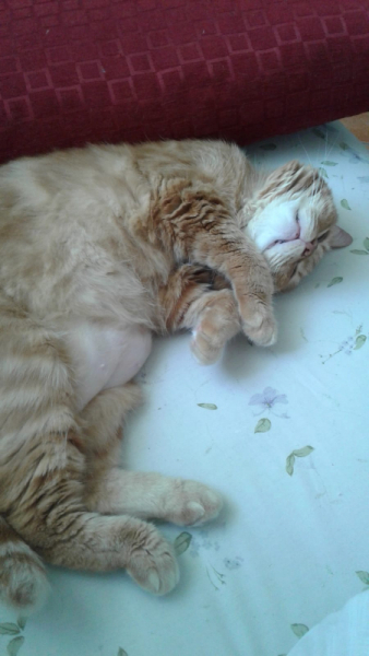 La mia vita. Римские записки, дневник онлайн