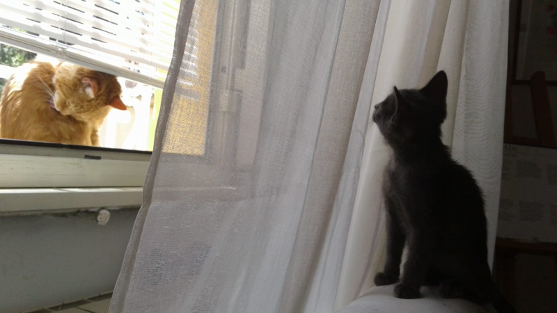 La mia vita. Римские записки, дневник онлайн