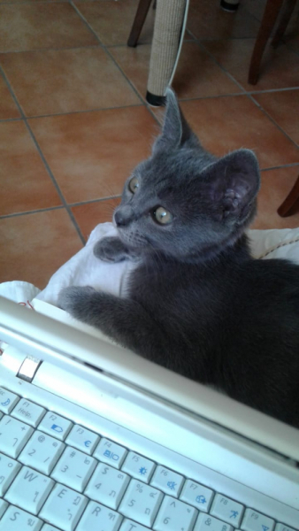 La mia vita. Римские записки, дневник онлайн