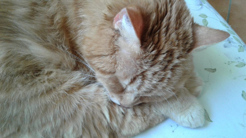 La mia vita. Римские записки, дневник онлайн