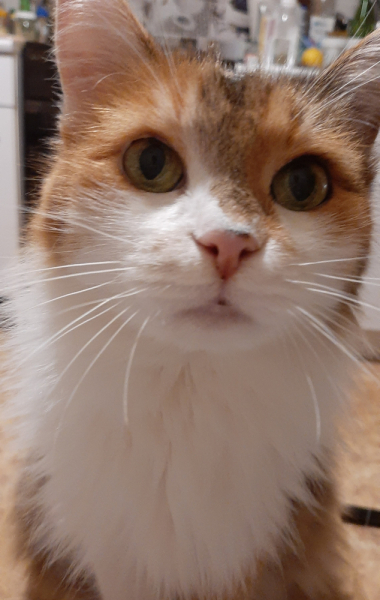 Кошки в нашей жизни. Кошки и все, что с ними связано.