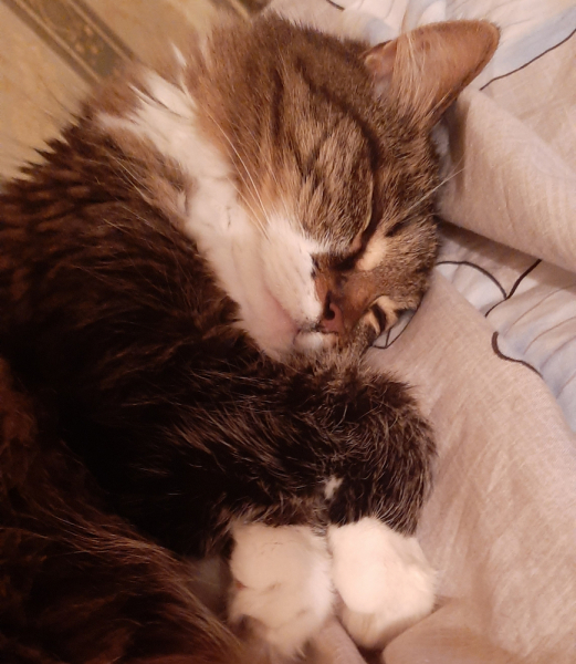 Кошки в нашей жизни. Кошки и все, что с ними связано.