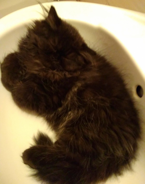 Кошки в нашей жизни. Кошки и все, что с ними связано.