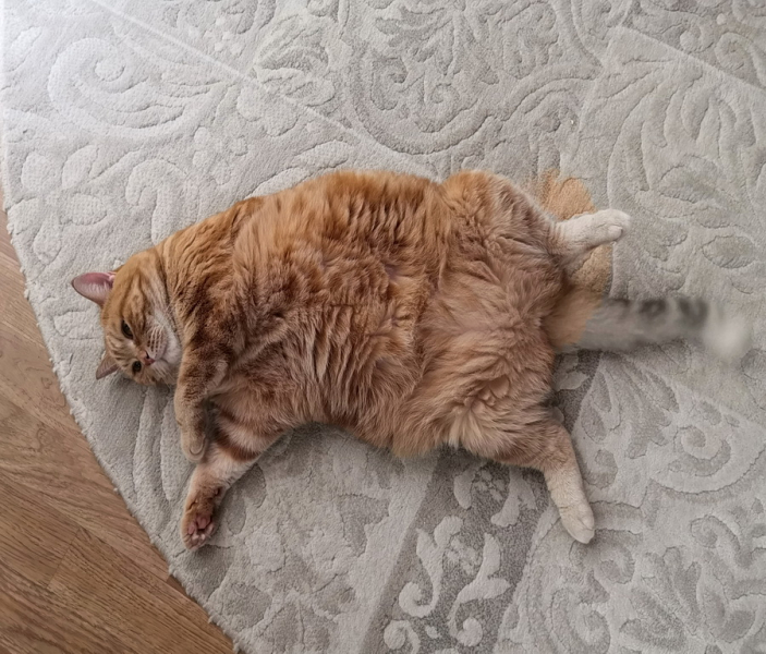 Кошки в нашей жизни. Кошки и все, что с ними связано.