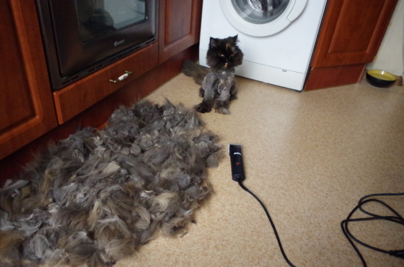 Кошки в нашей жизни. Кошки и все, что с ними связано.