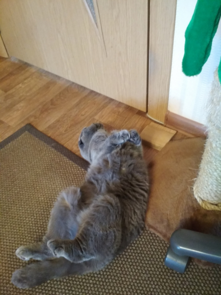 Кошки в нашей жизни. Кошки и все, что с ними связано.