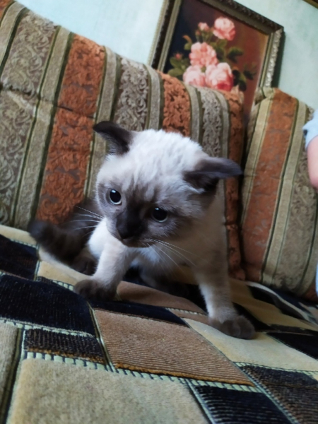 Кошки в нашей жизни. Кошки и все, что с ними связано.