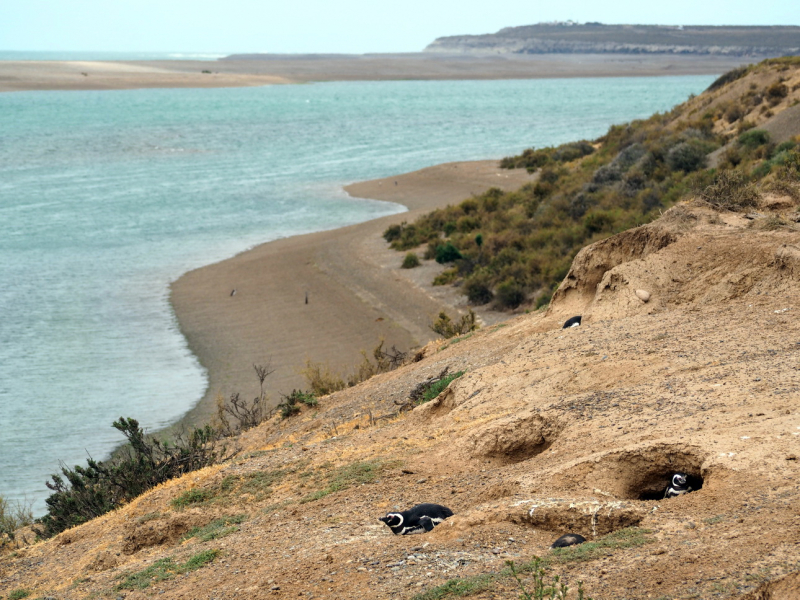 Магелланов пингвин