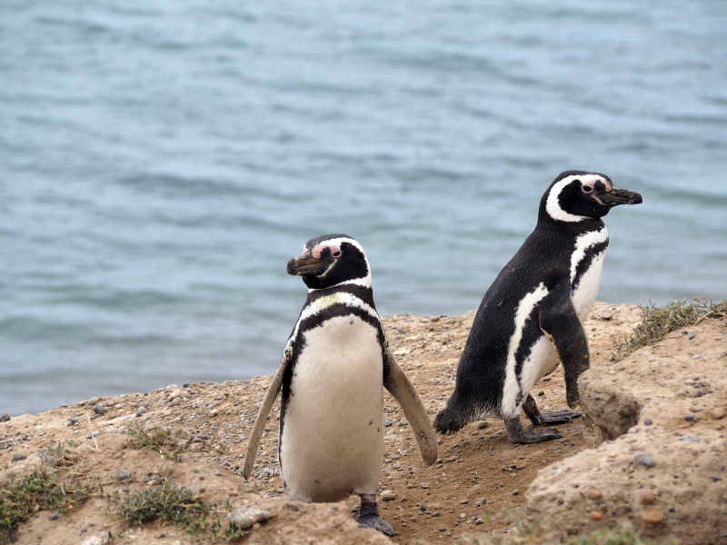 Магелланов пингвин