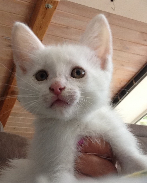 Кошки в нашей жизни. Кошки и все, что с ними связано.