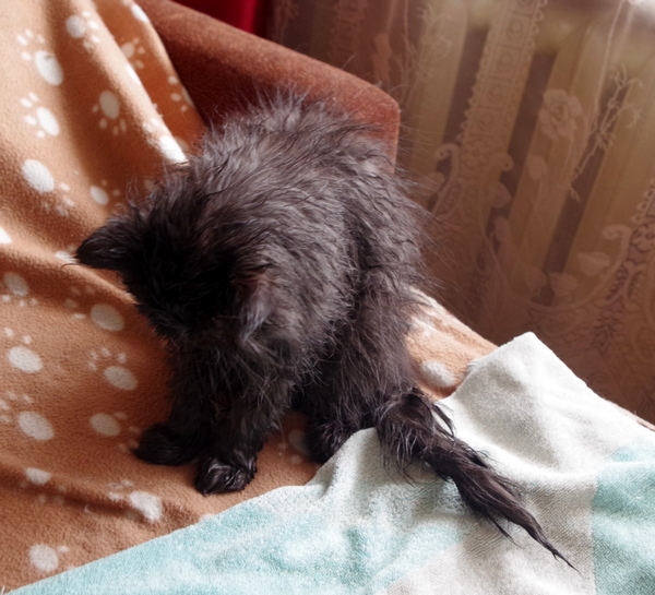 Кошки в нашей жизни. Кошки и все, что с ними связано.