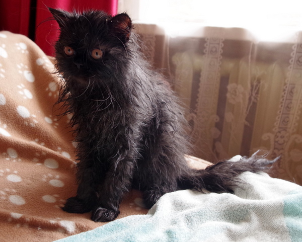 Кошки в нашей жизни. Кошки и все, что с ними связано.