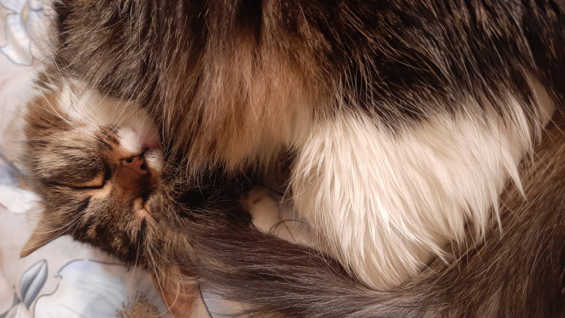 Кошки в нашей жизни. Кошки и все, что с ними связано.