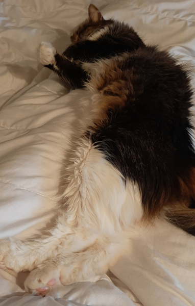 Кошки в нашей жизни. Кошки и все, что с ними связано.