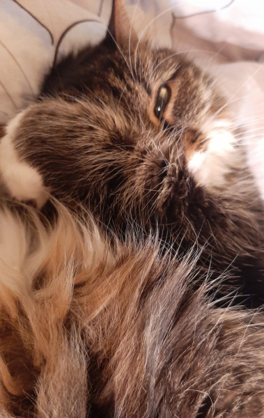 Кошки в нашей жизни. Кошки и все, что с ними связано.