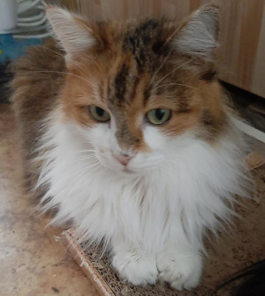 Кошки в нашей жизни. Кошки и все, что с ними связано.