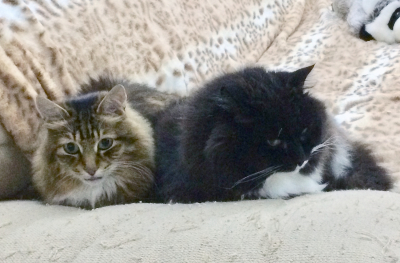 Кошки в нашей жизни. Кошки и все, что с ними связано.