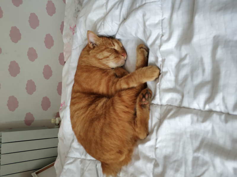 Кошки в нашей жизни. Кошки и все, что с ними связано.