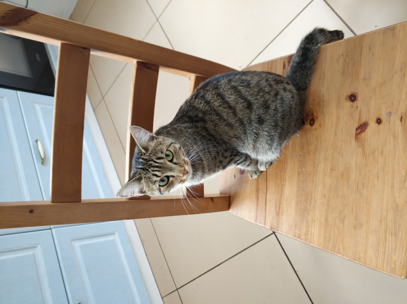 Кошки в нашей жизни. Кошки и все, что с ними связано.