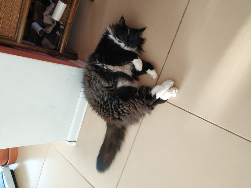 Кошки в нашей жизни. Кошки и все, что с ними связано.