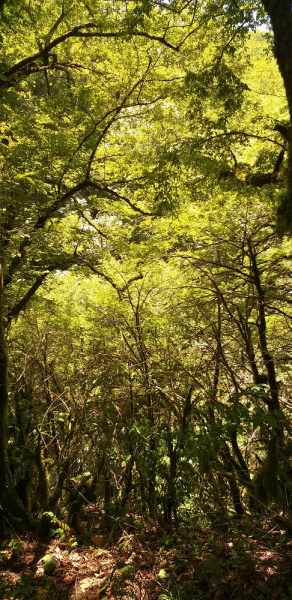 Вспомнить былое и увидеть новое: Большой Сочи – июль – август 2020 года