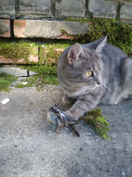 Кошки в нашей жизни. Кошки и все, что с ними связано.