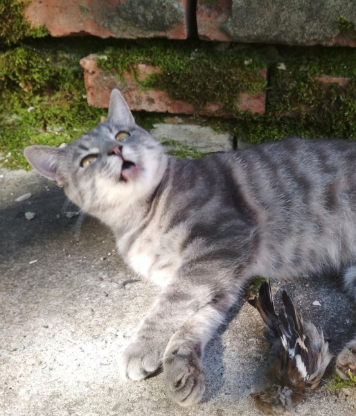 Кошки в нашей жизни. Кошки и все, что с ними связано.