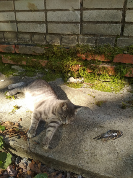 Кошки в нашей жизни. Кошки и все, что с ними связано.