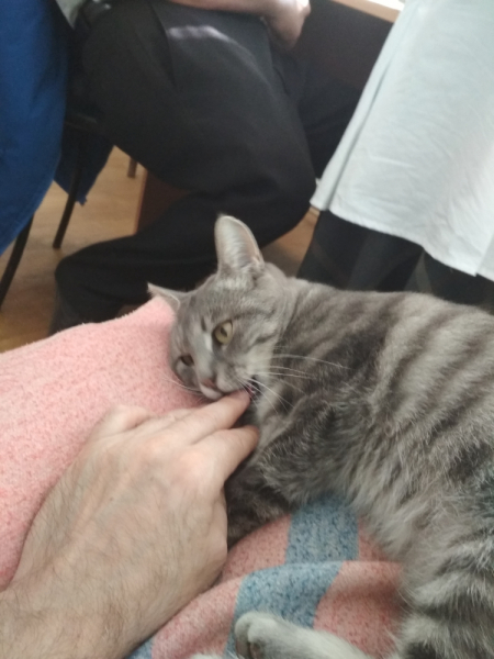 Кошки в нашей жизни. Кошки и все, что с ними связано.