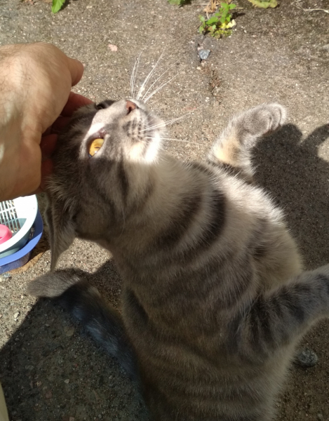 Кошки в нашей жизни. Кошки и все, что с ними связано.