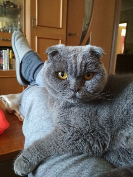 Кошки в нашей жизни. Кошки и все, что с ними связано.