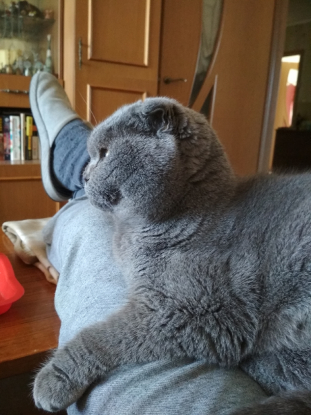 Кошки в нашей жизни. Кошки и все, что с ними связано.