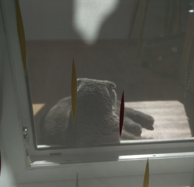 Кошки в нашей жизни. Кошки и все, что с ними связано.