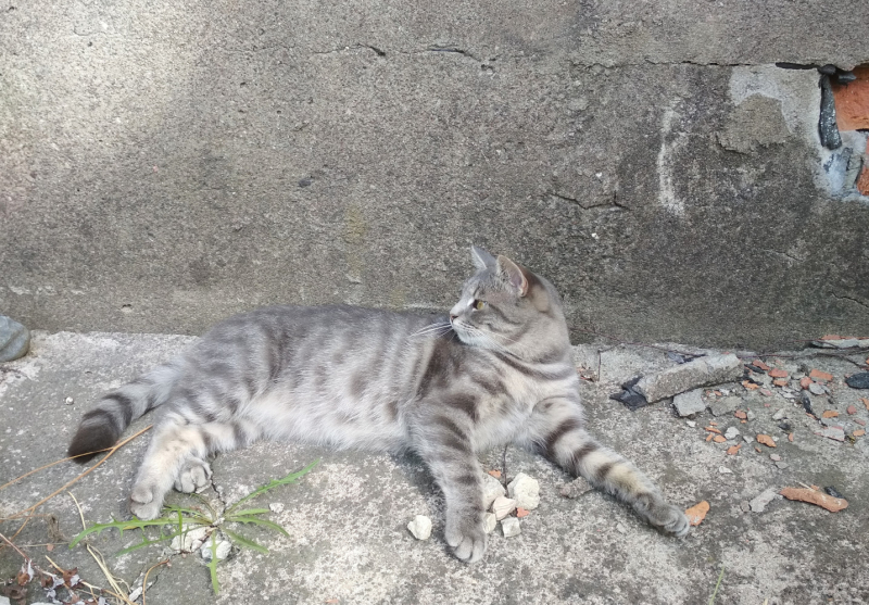 Кошки в нашей жизни. Кошки и все, что с ними связано.