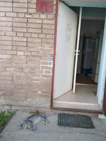 Кошки в нашей жизни. Кошки и все, что с ними связано.