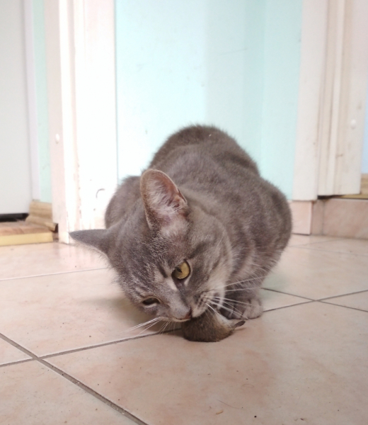 Кошки в нашей жизни. Кошки и все, что с ними связано.