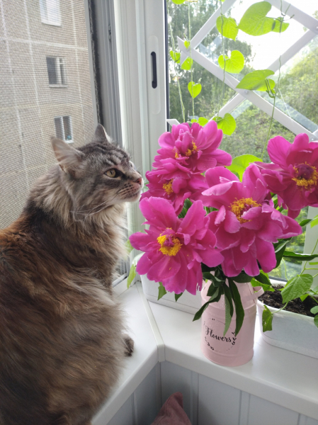 Кошки в нашей жизни. Кошки и все, что с ними связано.