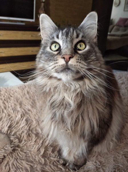 Кошки в нашей жизни. Кошки и все, что с ними связано.