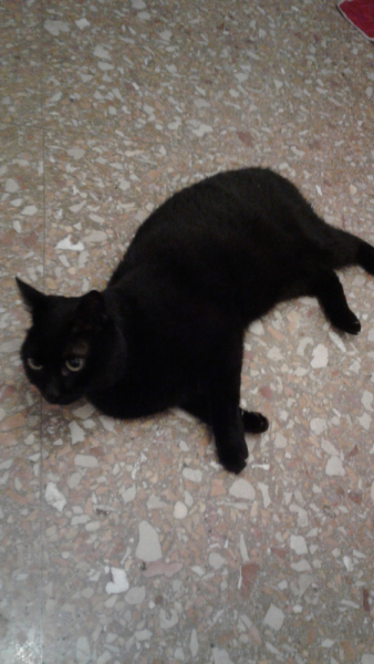 La mia vita. Римские записки, дневник онлайн