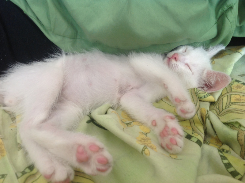 Кошки в нашей жизни. Кошки и все, что с ними связано.